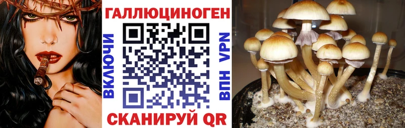 наркота Бежецк Галлюциногенные грибы MAGIC MUSHROOMS